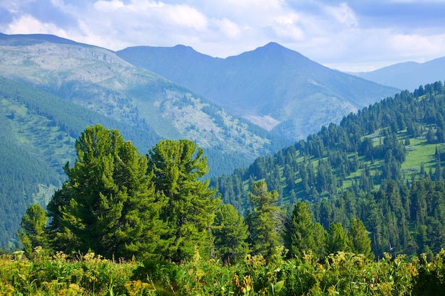 Free Photo | Mountains landscape with cedar forest