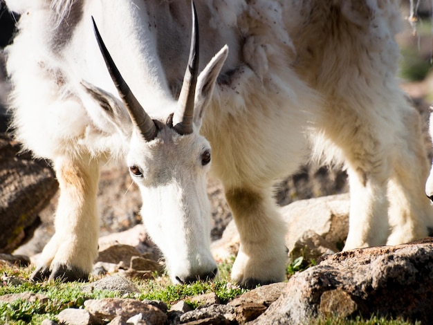 Premium Photo | A mountian goat in the colorado rockies