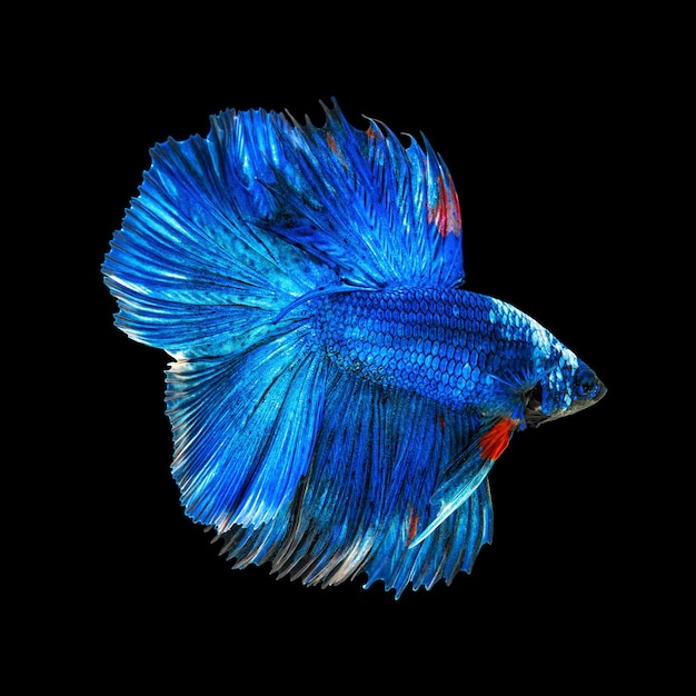 Premium Photo | Movement beautiful of colorful siamese betta fish or ...