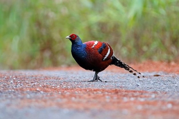 Premium Photo | Mrs Hume's Pheasant Syrmaticus Humiae Beautiful Male ...