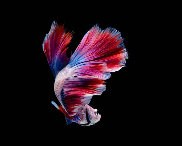 Premium Photo | Multi-color betta fish, siamese fighting fish on black ...