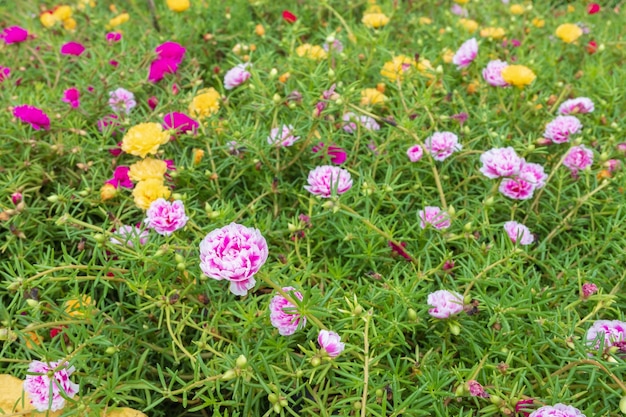 Premium Photo | Multi-colored flower background and common purslane flower