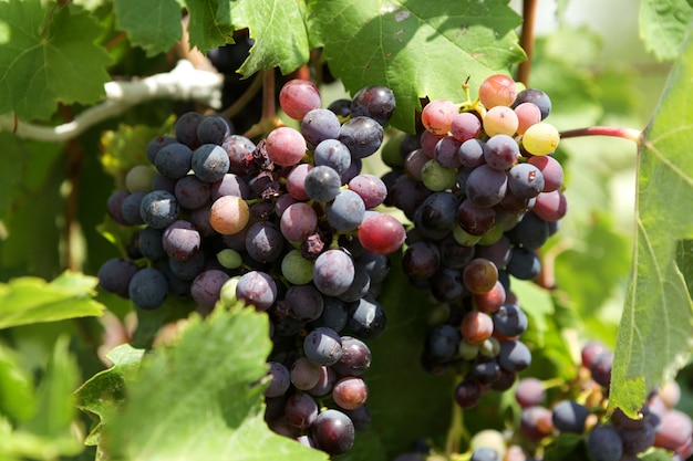 Premium Photo | Multi colored grapes on vine, close-up.