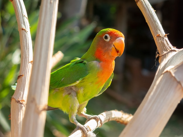 Premium Photo | Multi colored parakeet on tree branch