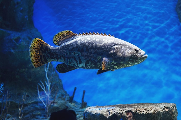 Premium Photo | Multicolored aquarium grouper fish, algae and corals in ...