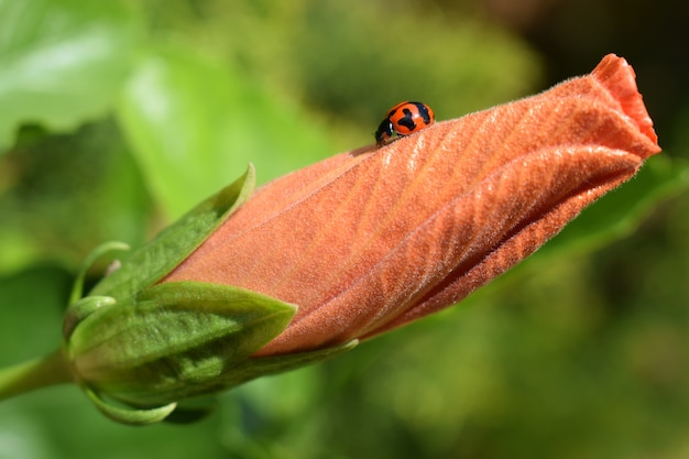 オレンジ色のハイビスカスのつぼみに色とりどりのてんとう虫 プレミアム写真