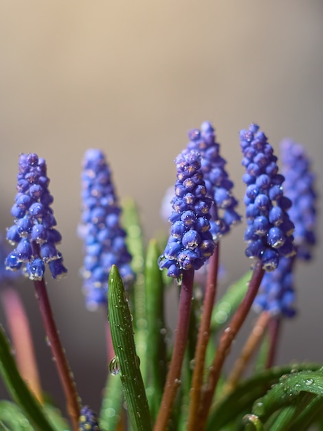 青い花を持つムスカリアルメニアカム植物 プレミアム写真