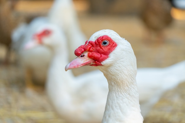 Download Muscovy duck (cairina moschata) is a large duck native to ...