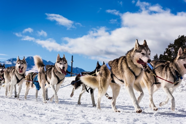 森での雪の冬の競争レースでの犬ぞり競技のドッグチームドライバーとシベリアンハスキー プレミアム写真