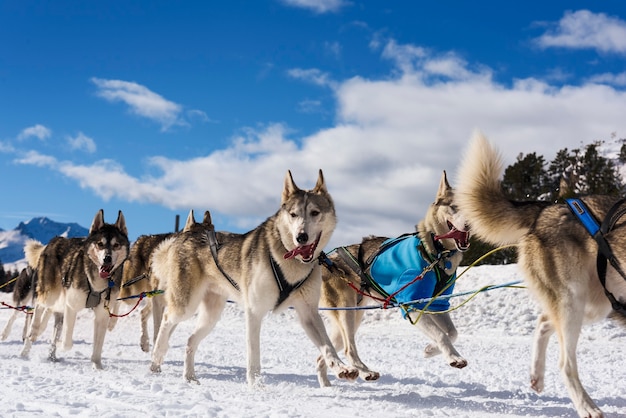 森の雪の冬の競争レースで犬ぞり旅行者のdogteamドライバーとシベリアンハスキー プレミアム写真