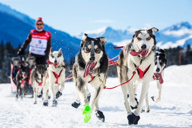 雪上での犬ぞりレースでそりの後ろに隠れている犬ぞり旅行者 プレミアム写真