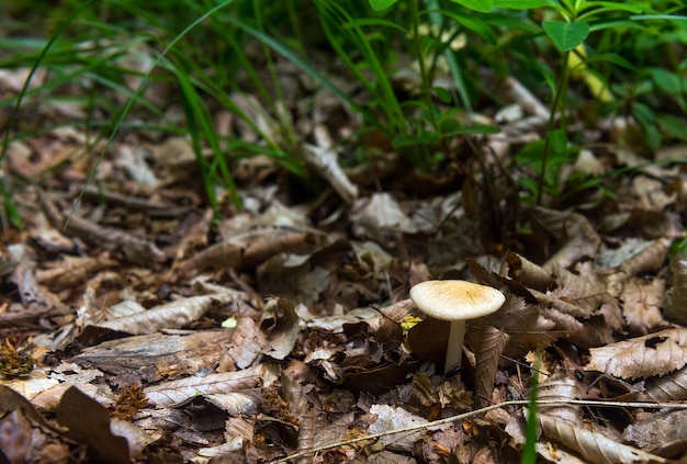 Premium Photo | Mushroom in foliage