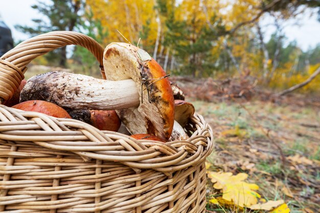 Premium Photo | Mushrooms in fall season