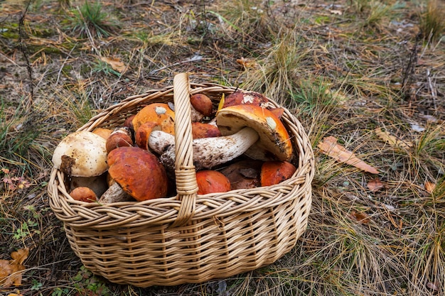 Premium Photo | Mushrooms in fall season