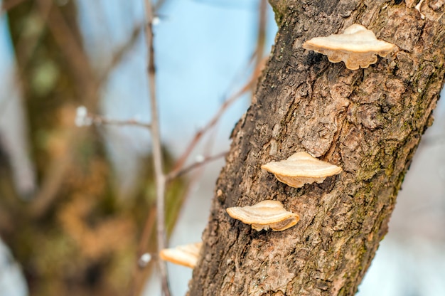 Free Photo | Mushrooms on the tree. a piece of a tree trunk with a wood ...