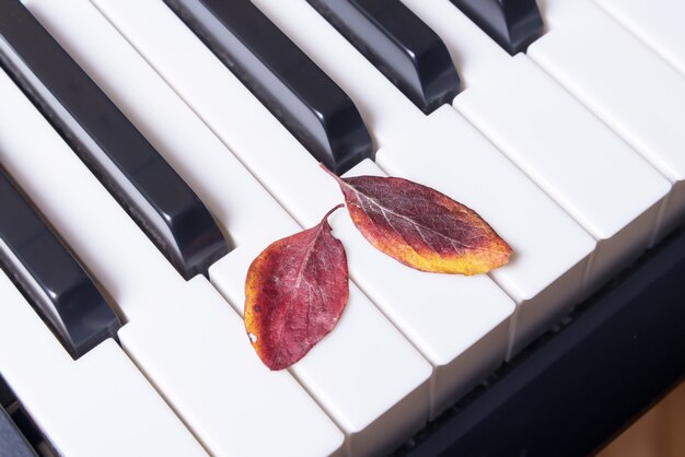 Premium Photo | Musical piano keys and autumn leaves