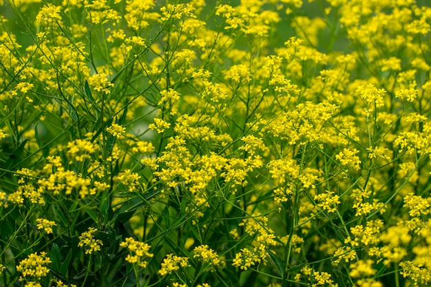 Premium Photo | Mustard field beautiful landscape.