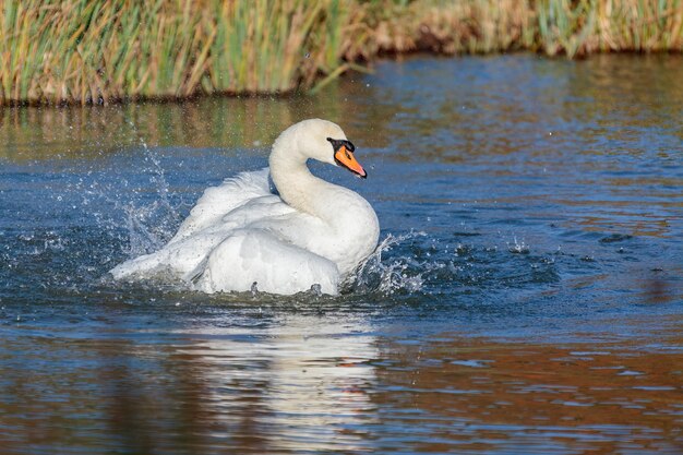 Premium Photo Mute Swan Cygnus Olor Splashing About In The Water