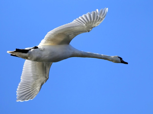 Premium Photo | Mute swan that is the national bird of denmark famous ...