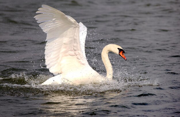 Premium Photo | Mute swan that is the national bird of denmark famous ...