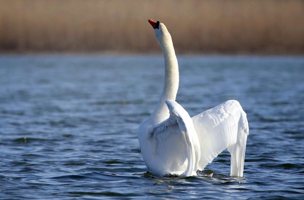 Premium Photo | Mute swan at utterslev mose, copenhagen that is the ...