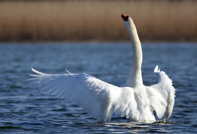 Premium Photo | Mute swan at utterslev mose, copenhagen that is the ...