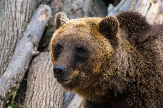 Premium Photo | The muzzle of a bear closeup