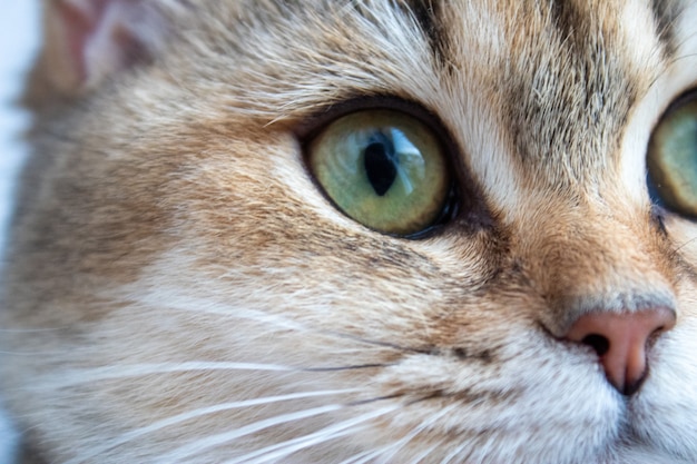 Premium Photo | The muzzle of the british shorthair golden chinchilla ...