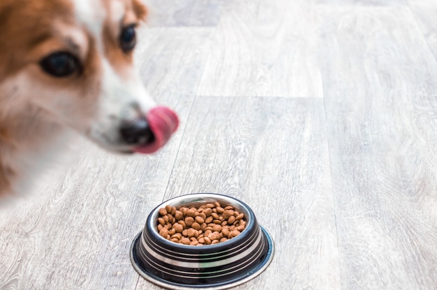 Premium Photo | Muzzle dogs and a bowl with food. the dog licks after ...