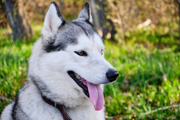 Premium Photo | Muzzle gray colored dog siberian husky breed with its ...