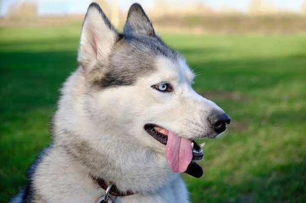 What dog breed has gray tongue