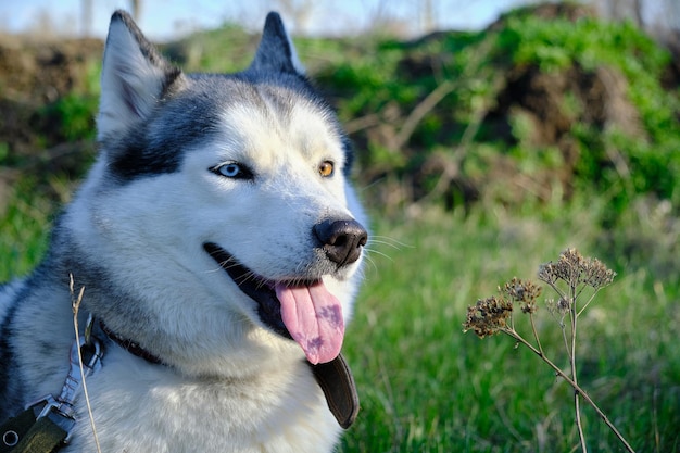 Premium Photo Muzzle Gray Colored Dog Siberian Husky Breed With Its Tongue Hanging Out