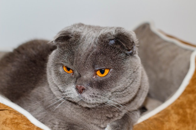 My Loving And Adorable Pet A Cat Scottish Fold Called Pelusi Gray