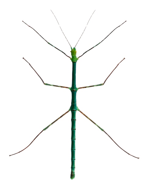 stick insect toy