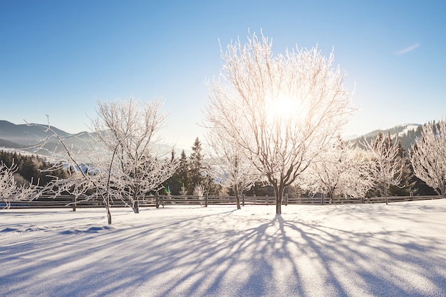 神秘的な冬の風景冬の雄大な山々 魔法の冬の雪に覆われた木 カルパチア ウクライナ 無料の写真