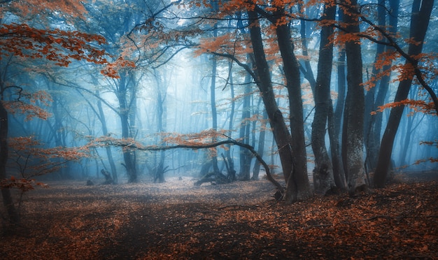 Premium Photo Mystical Dark Autumn Forest With Trail In Blue Fog Landscape With Enchanted Trees With Orange Leaves On The Branches