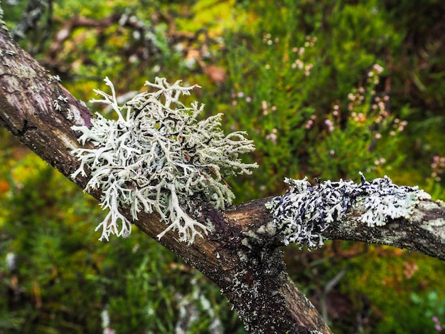 神秘的な熱帯雨林 森の奥深く 木の上の古い白い苔 プレミアム写真