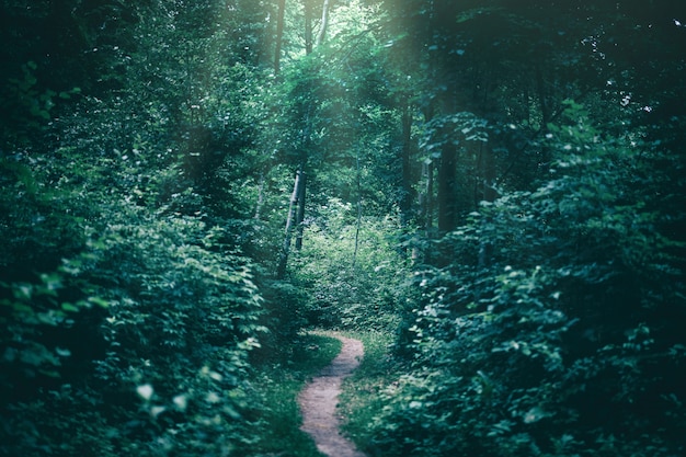 太陽光線に照らされた暗い森の中の狭い道 プレミアム写真