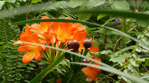 Premium Photo Natal Bush Kafir Lily Flower California Usa Clivia