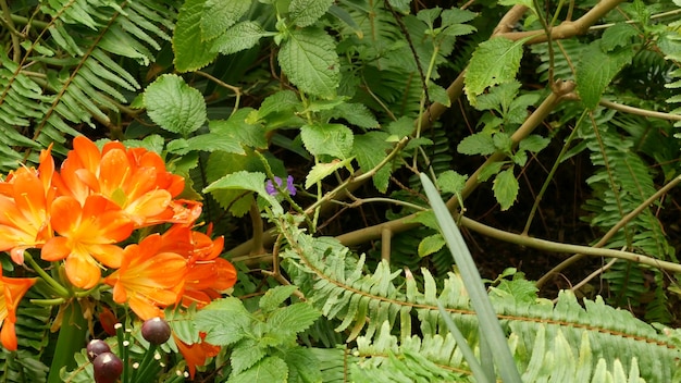 ナタールブッシュカフィルユリの花 カリフォルニア 米国 クンシランミニアータオレンジ華やかでエキゾチックな燃えるような活気に満ちた植物の花 熱帯 ジャングルの熱帯雨林の雰囲気 ナチュラルガーデン鮮やかで新鮮なジューシーな緑 プレミアム写真