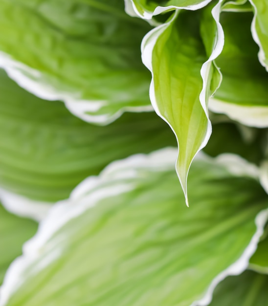 Premium Photo Natural Background Hosta Funkia Plantain Lilies In