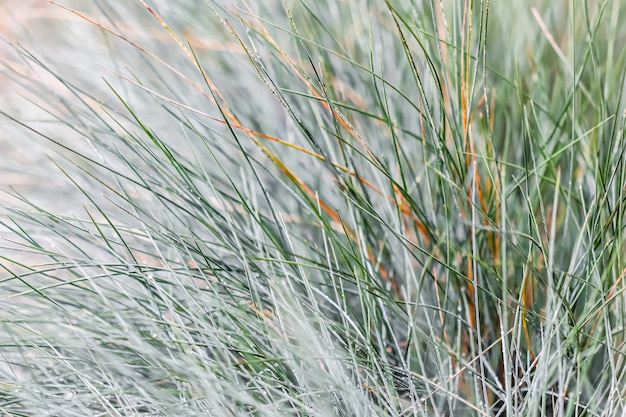 Blue Fescue Images | Free Vectors, Stock Photos & PSD