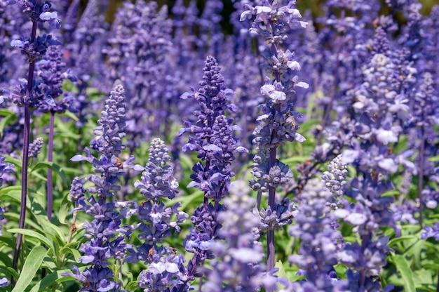 自然の花の背景 夏の日の真ん中に日光の下で庭に咲く紫色の花の素晴らしい自然の景色 庭紫のブルーサルビア プレミアム写真