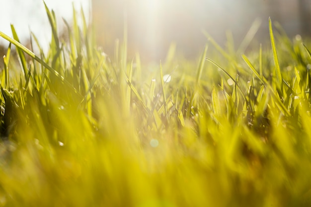 Free Photo | Natural grass close up