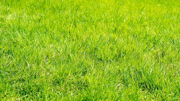 Premium Photo | Natural green grass background, background green grass ...