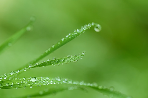 Premium Photo | Natural herbal background with water drops