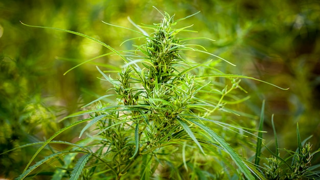 天然マリファナの植物 大麻 ガンジャ ガンジャ ハッシュ ハシシ 麻 大麻 雑草 草 プレミアム写真