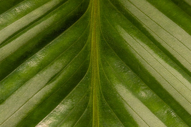 Premium Photo | Natural plant leaf stem with texture