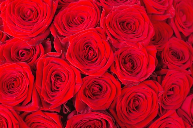 自然の赤いバラ背景クローズアップテクスチャ プレミアム写真