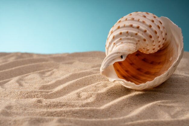 Premium Photo | Natural sea shells